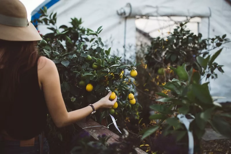 Comment conserver un citronnier