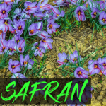 Comment cultiver le safran d'une manière simple et efficace