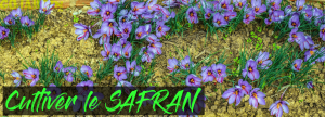 Comment cultiver le safran d'une manière simple et efficace