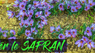 Comment cultiver le safran d'une manière simple et efficace