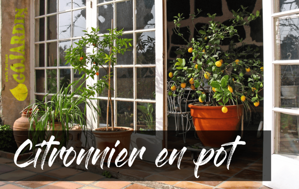 Comment planter, cultiver et entretenir un citronnier en pot