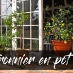 Comment planter, cultiver et entretenir un citronnier en pot