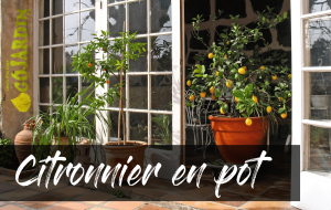 Comment planter, cultiver et entretenir un citronnier en pot
