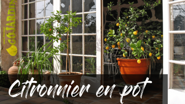 Comment planter, cultiver et entretenir un citronnier en pot