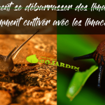 Comment se débarrasser des limaces et escargots dans le jardin