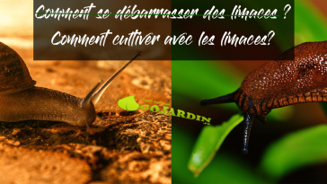 Comment se débarrasser des limaces et escargots dans le jardin