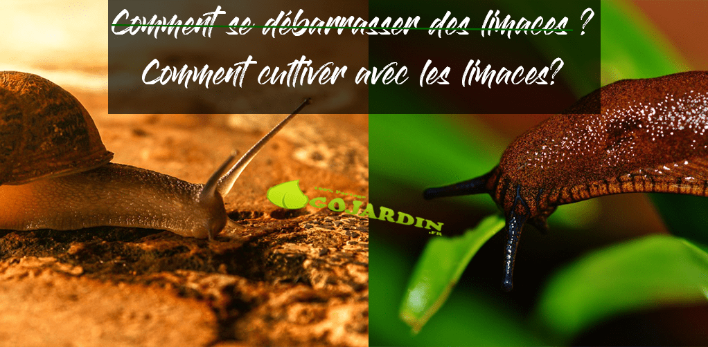 Comment se débarrasser des limaces et escargots dans le jardin