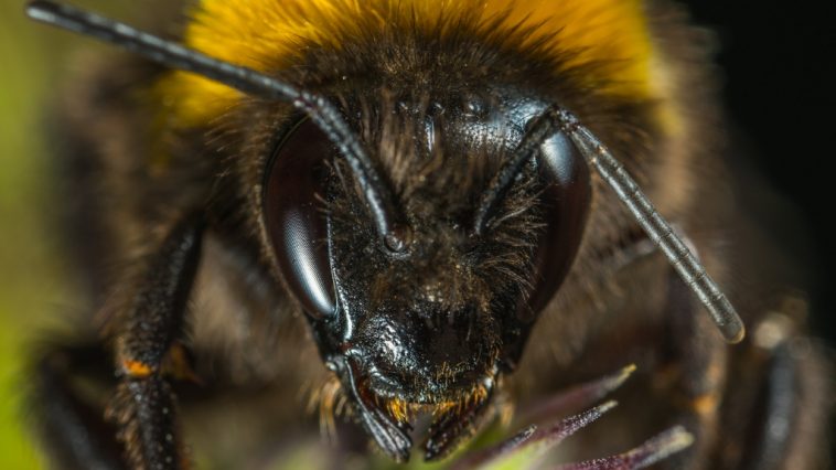 La chute du nombre d'insectes «menace l'effondrement de la nature»
