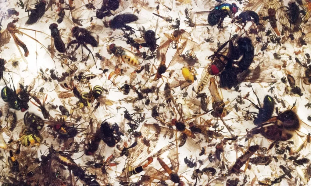 Le taux d'extinction des insectes est huit fois plus rapide que celui des mammifères, des oiseaux et des reptiles. Photographie: Gracieuseté de l'entomologiste Verein Krefeld