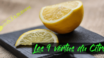 Les 9 vertus du Citron un produit naturel