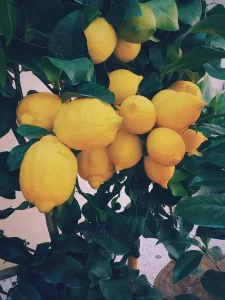 RÉCOLTE DU CITRONS