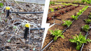 Arrosage par irrigation