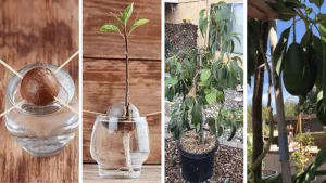 Comment faire pousser un avocat. Planter, Cultiver et Récolter