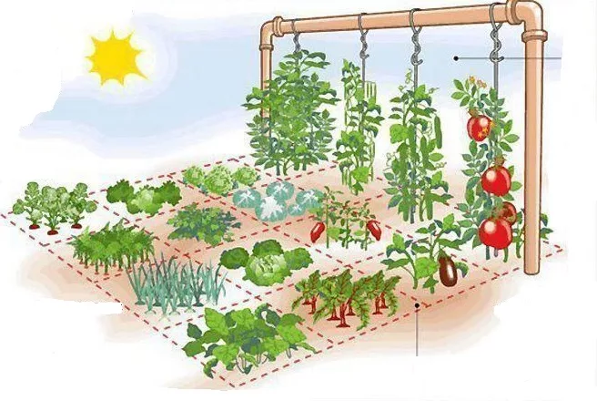 le jardin potager de 1 mètre carré