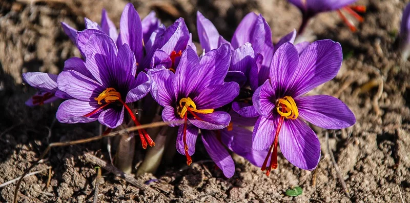 culture du CROCUS sativus