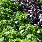 Comment faire pousser du basilic