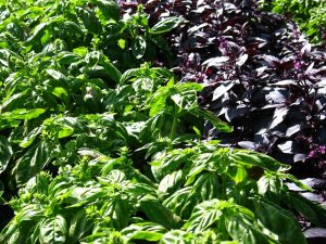 🌿 Comment faire pousser du basilic… sans se prendre le pesto sur les doigts !