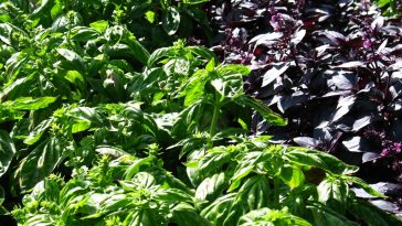 Comment faire pousser du basilic