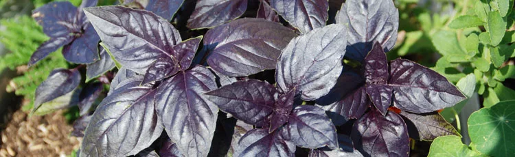 Une variété violette de basilic