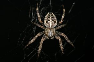 Araignée épeire Diadème parfois appelée Araignée des jardins ou Araignée porte-croix