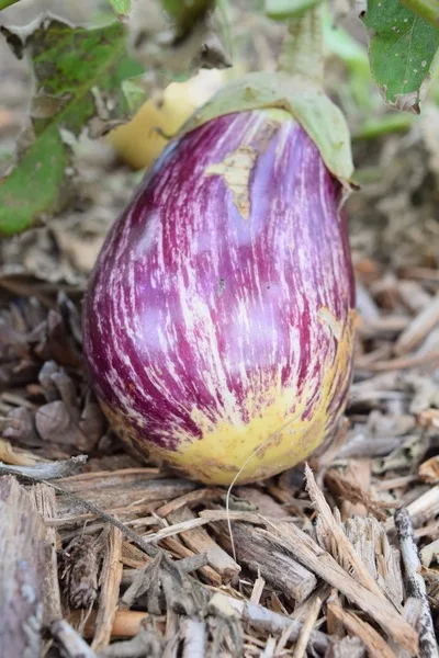 COMMENT CULTIVER L'AUBERGINE