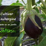 cultiver aubergine en pot ou jardin potager