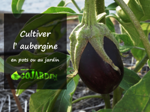 COMMENT FAIRE POUSSER L'AUBERGINE