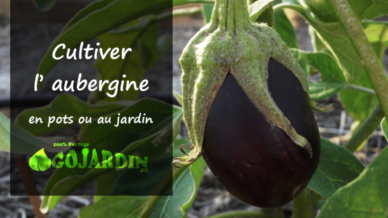 cultiver aubergine en pot ou jardin potager