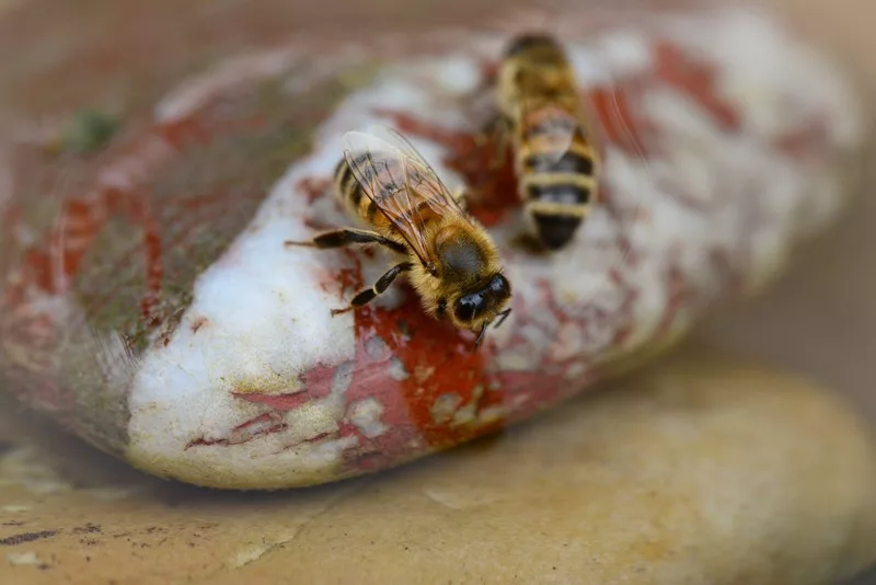 Comment faire un abreuvoir pour abeilles maison