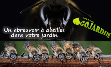 Comment faire un abreuvoir à abeilles pour votre jardin