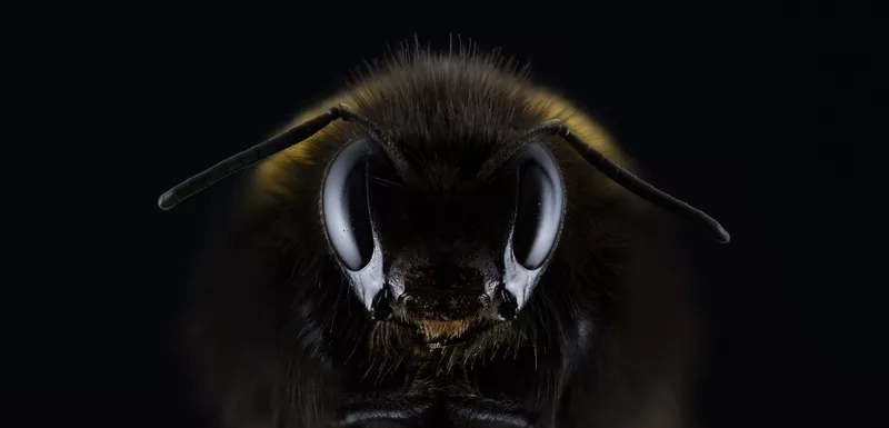 Les abeilles boivent-elles de l'eau ?
