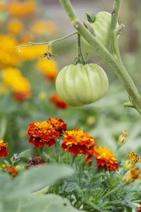Plantes-compagnes-tomates-et-soucis