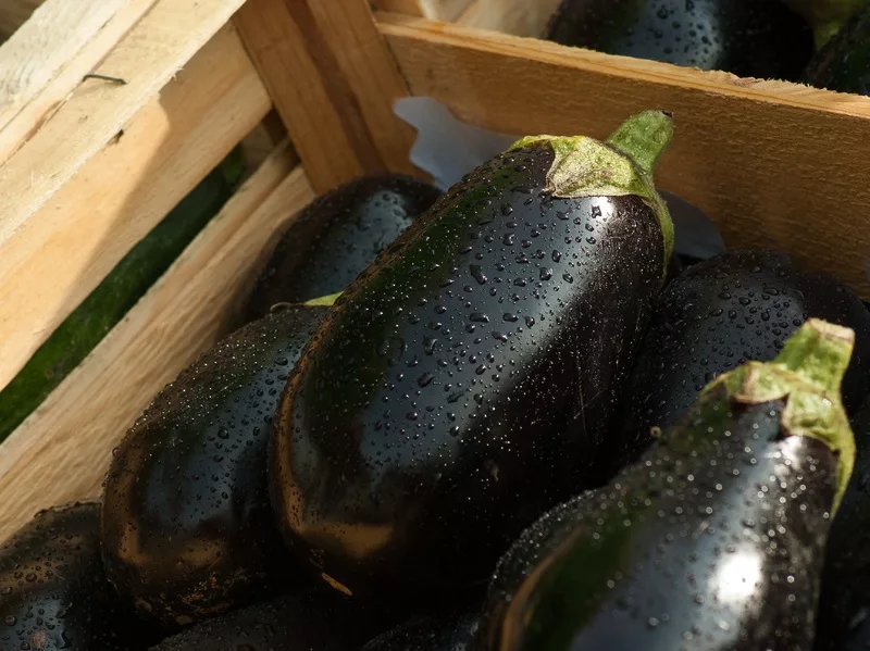 RÉCOLTE DE L' AUBERGINES