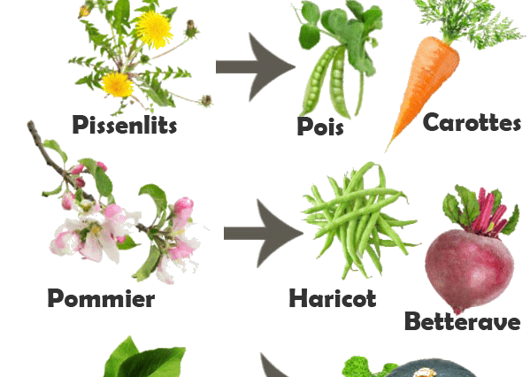 Conseils de jardin à l'ancienne