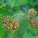 le nid plein de petite araignée jaune, noire