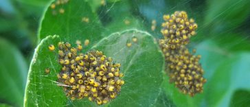 le nid plein de petite araignée jaune, noire