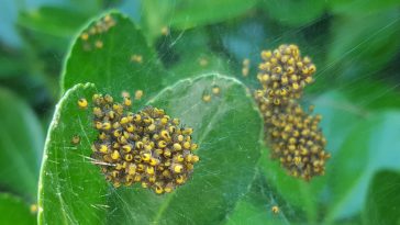 le nid plein de petite araignée jaune, noire