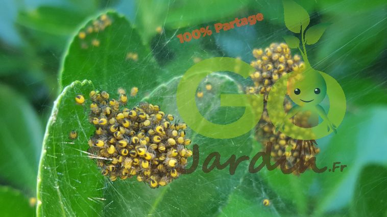 le nid plein de petite araignée jaune, noire