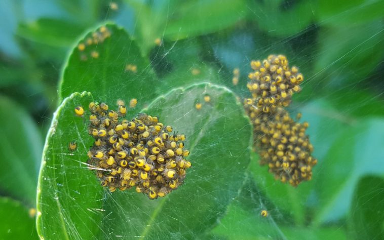 le nid plein de petite araignée jaune, noire