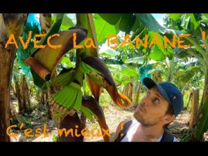 Culture du bananier : tout ce qu’il faut savoir 🍌🌴