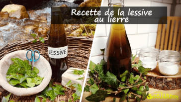 lessive maison avec du lierre