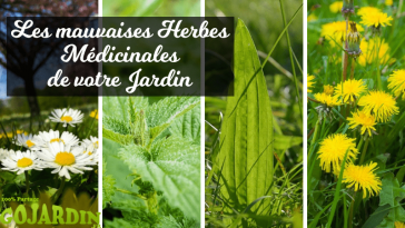 mauvaises-herbes-médicinales listes jardin comestible