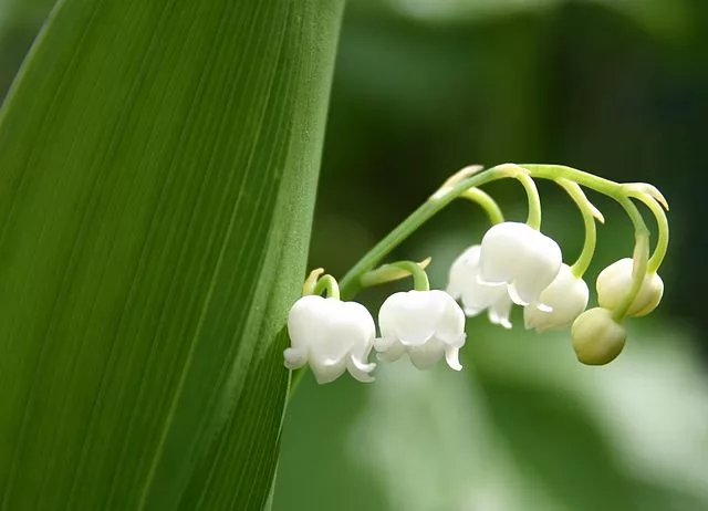 a phénologie ou bioclimatologie au jardin