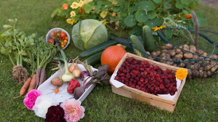 Association de légumes au jardin potager bio