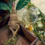 La Mandragore LA REINE DES PLANTES MAGIQUES