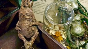 La Mandragore LA REINE DES PLANTES MAGIQUES