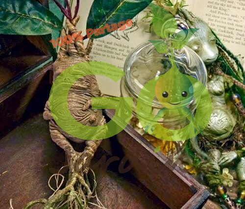 La Mandragore LA REINE DES PLANTES MAGIQUES