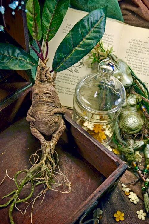 La Mandragore LA REINE DES PLANTES MAGIQUES