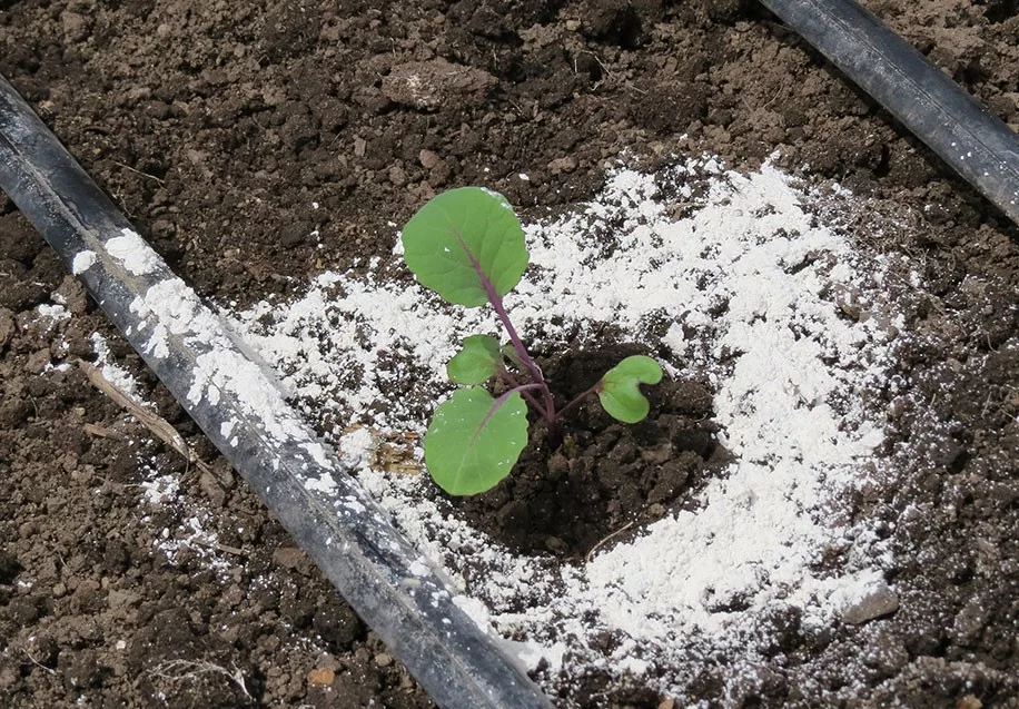 Le sel peut ruiner le sol et endommager les plantes.