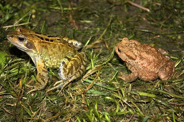 Les ennemis naturels peuvent contrôler les populations.
